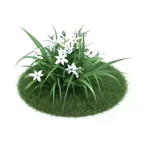 White Flowering Plant