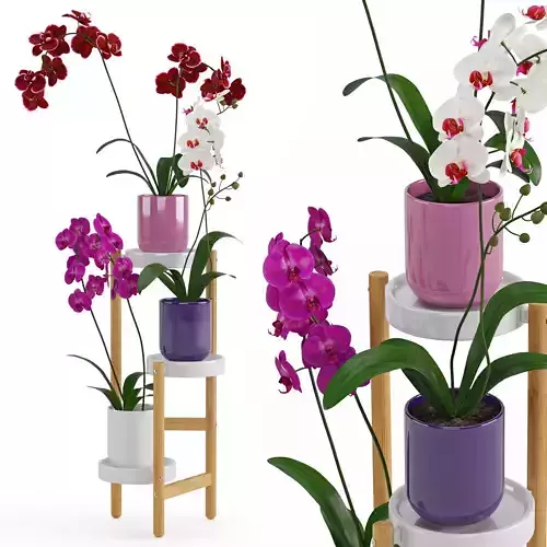 Houseplant 58 3D model