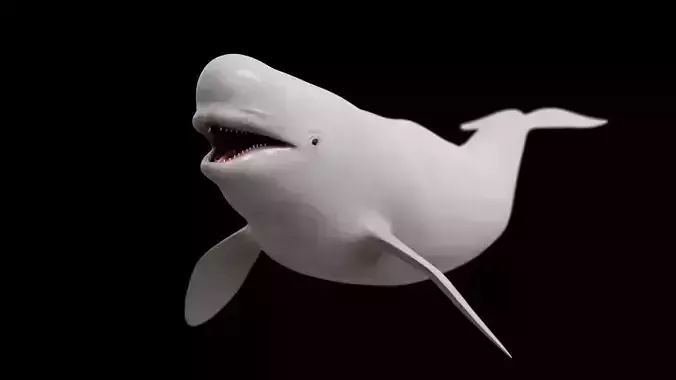 White whale beluga Low-poly 3D model