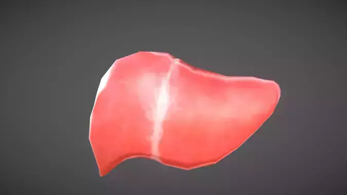Human liver Low-poly 3D model
