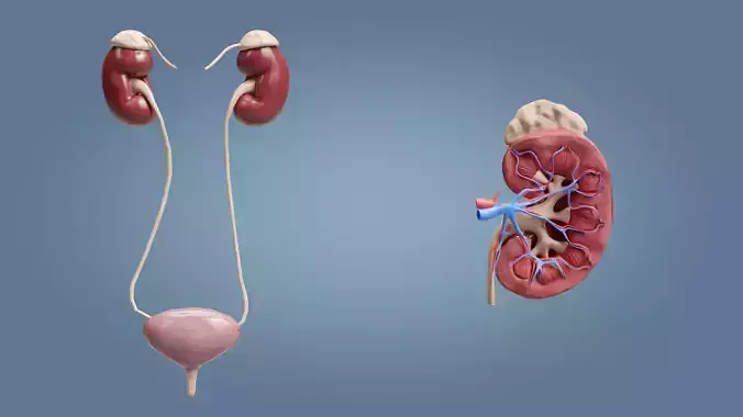 Kidneys with cross section  Low-poly 3D model