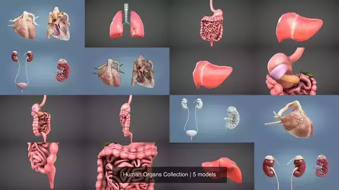 Human Organs Collection 
