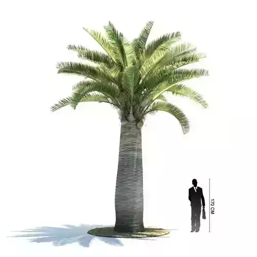 Palm Tree