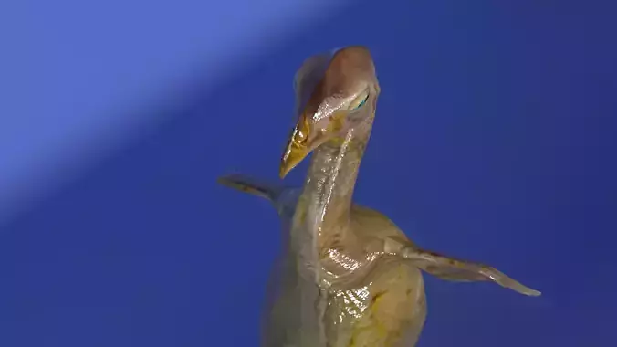 Uncooked Full Chicken Featherless and Rigged 3D model