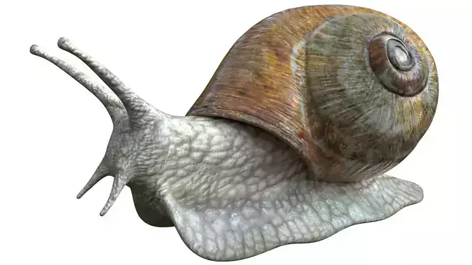 Photorealistic Low-poly Snail PBR Game Ready 3D Model