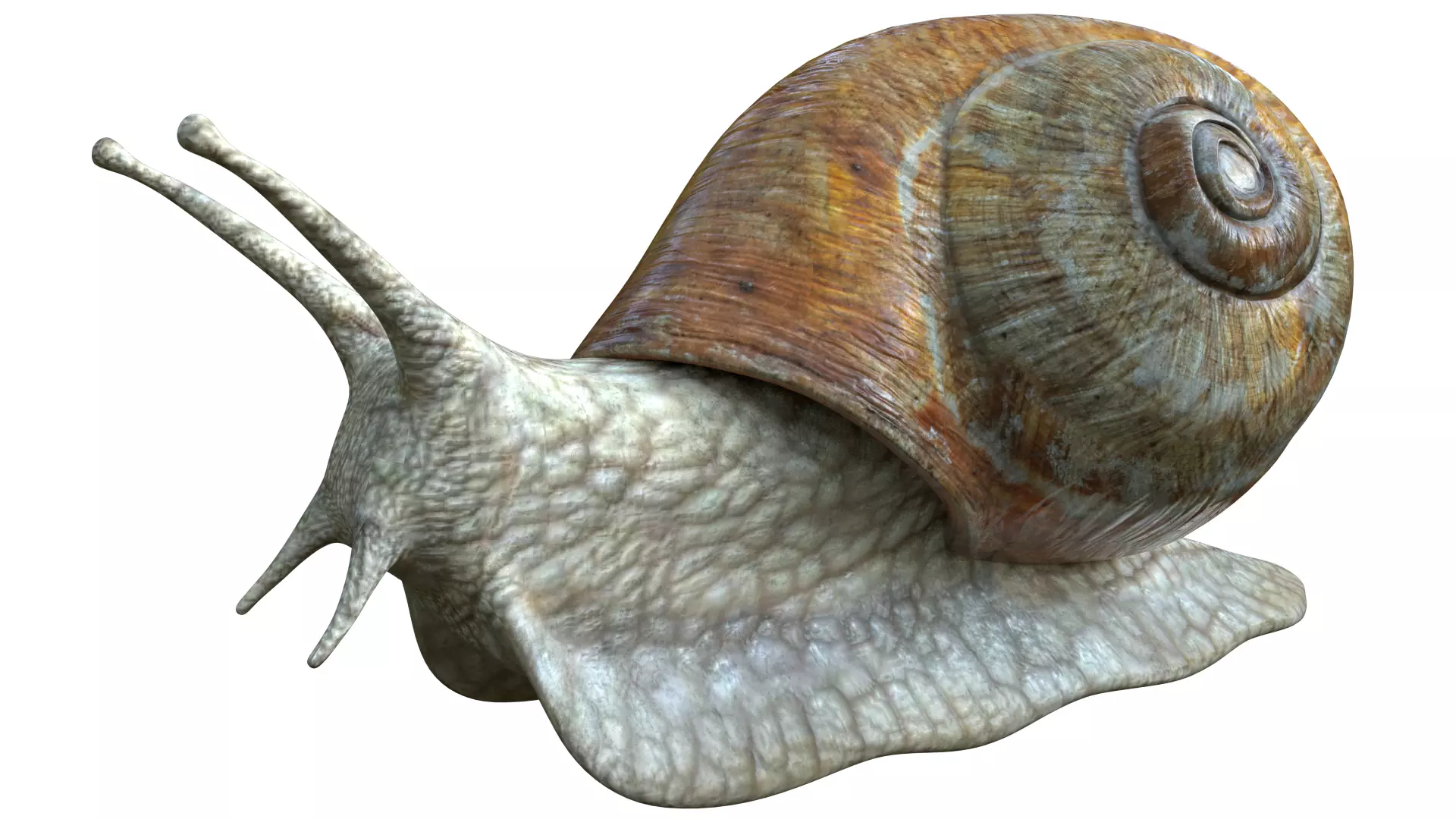 Photorealistic Low-poly Snail PBR Game Ready 3D Model Low-poly 3D model