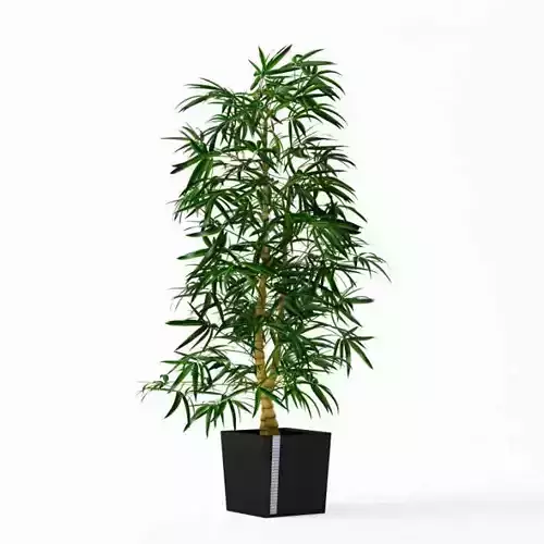 Tall Green Pot Plant