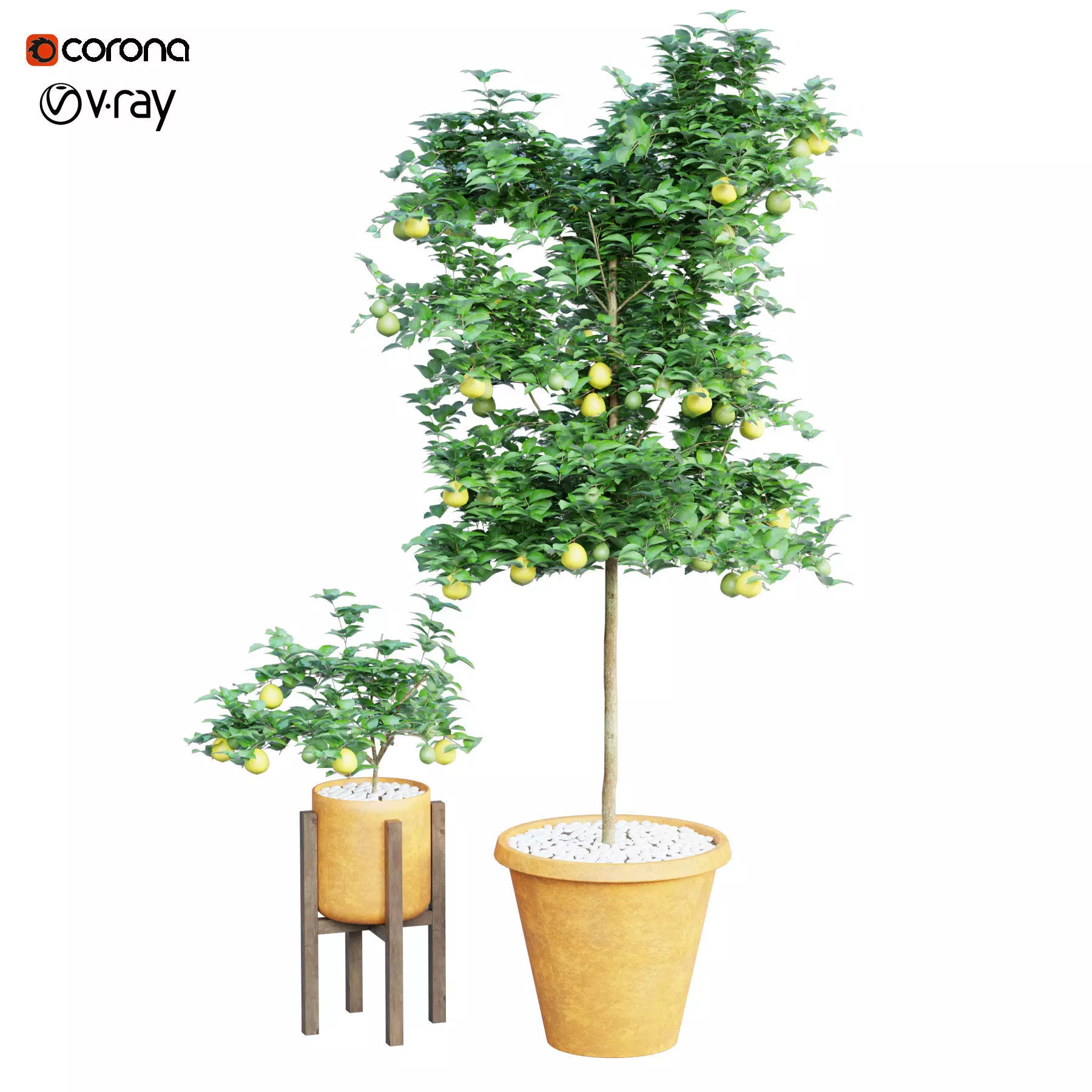 Indoor Lemon Plant 3D model