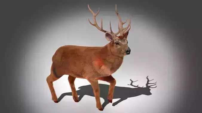 Fur Stag Deer Rigged