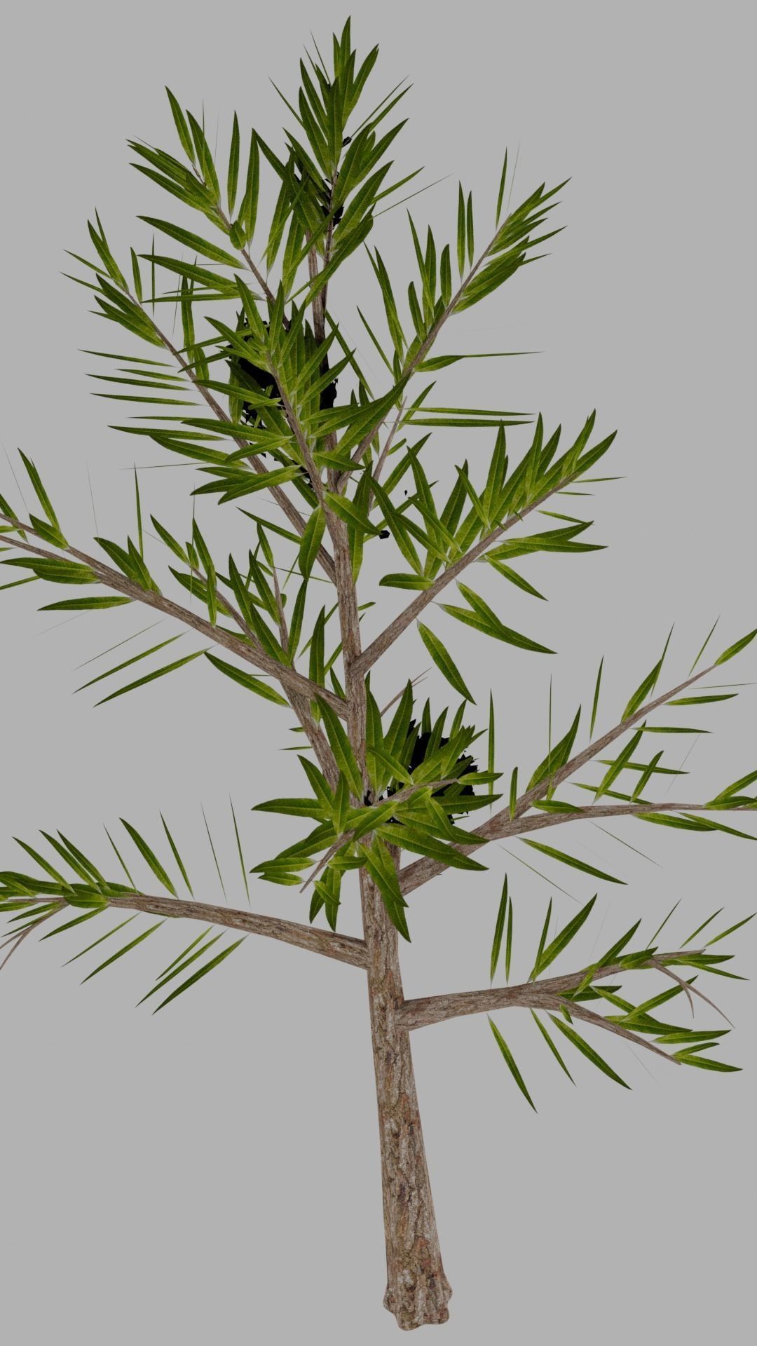 tree with leaf Free 3D model_1