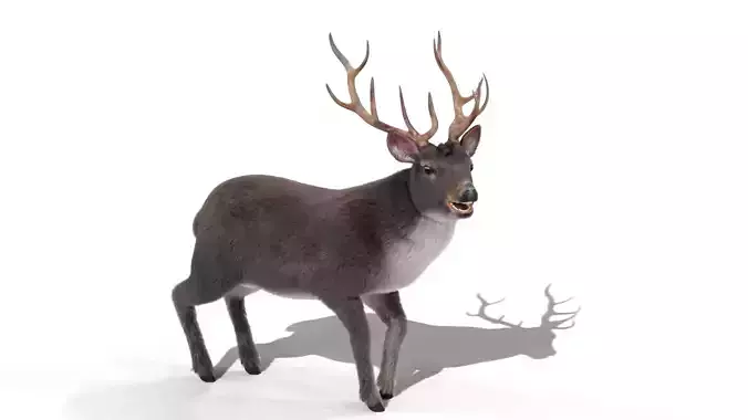 Fur Rigged Gray Deer Stag