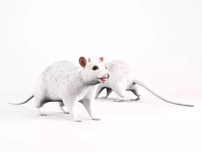 LOWPOLY RAT two rats Low-poly 3D model