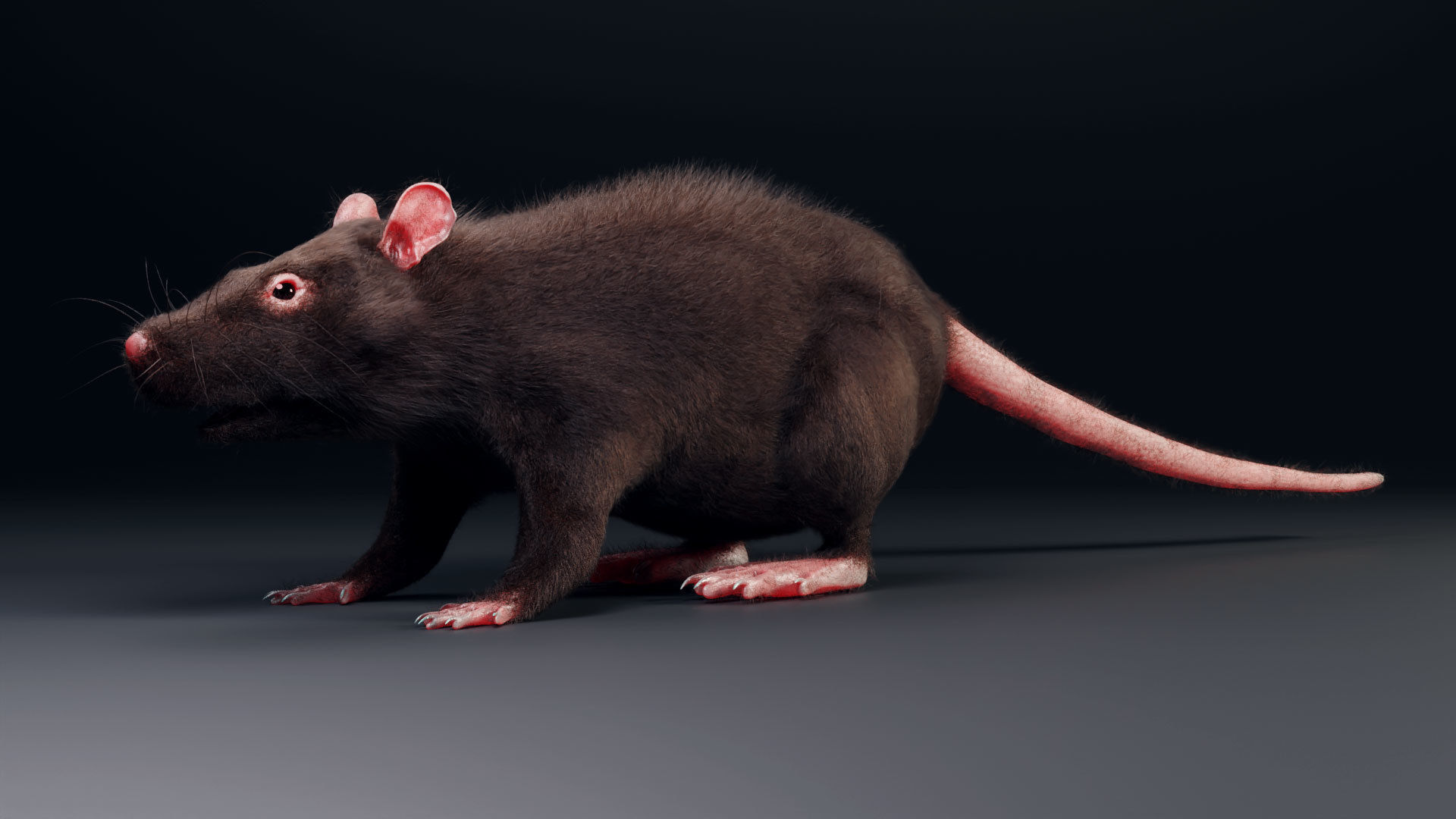 Rat model Low-poly 3D model_3