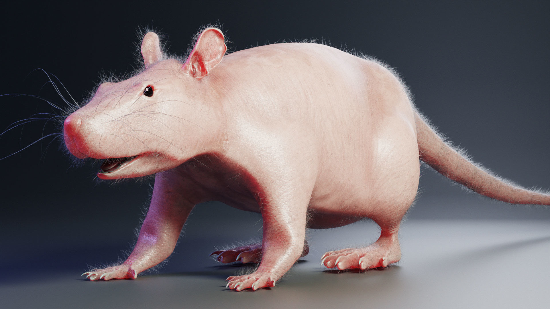 Rat model Low-poly 3D model_6