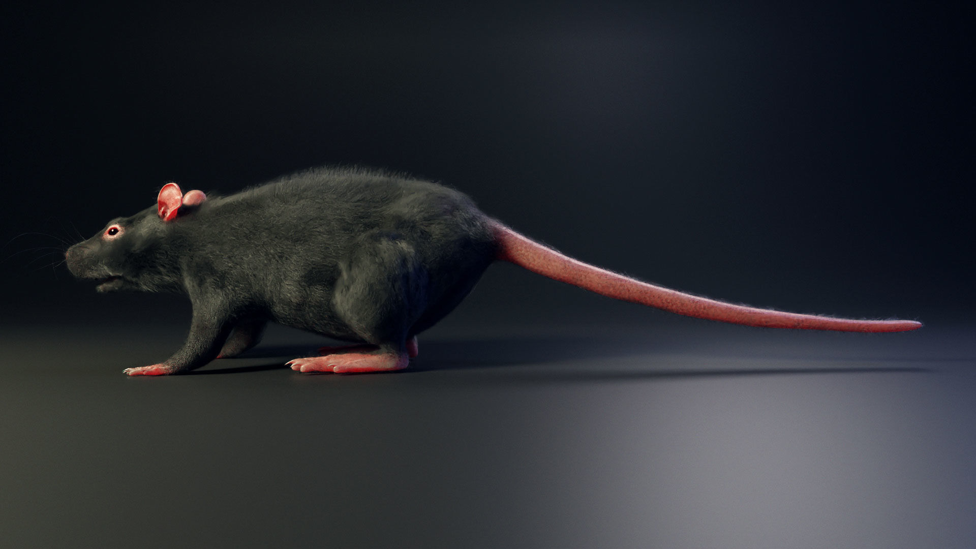 Rat model Low-poly 3D model_4
