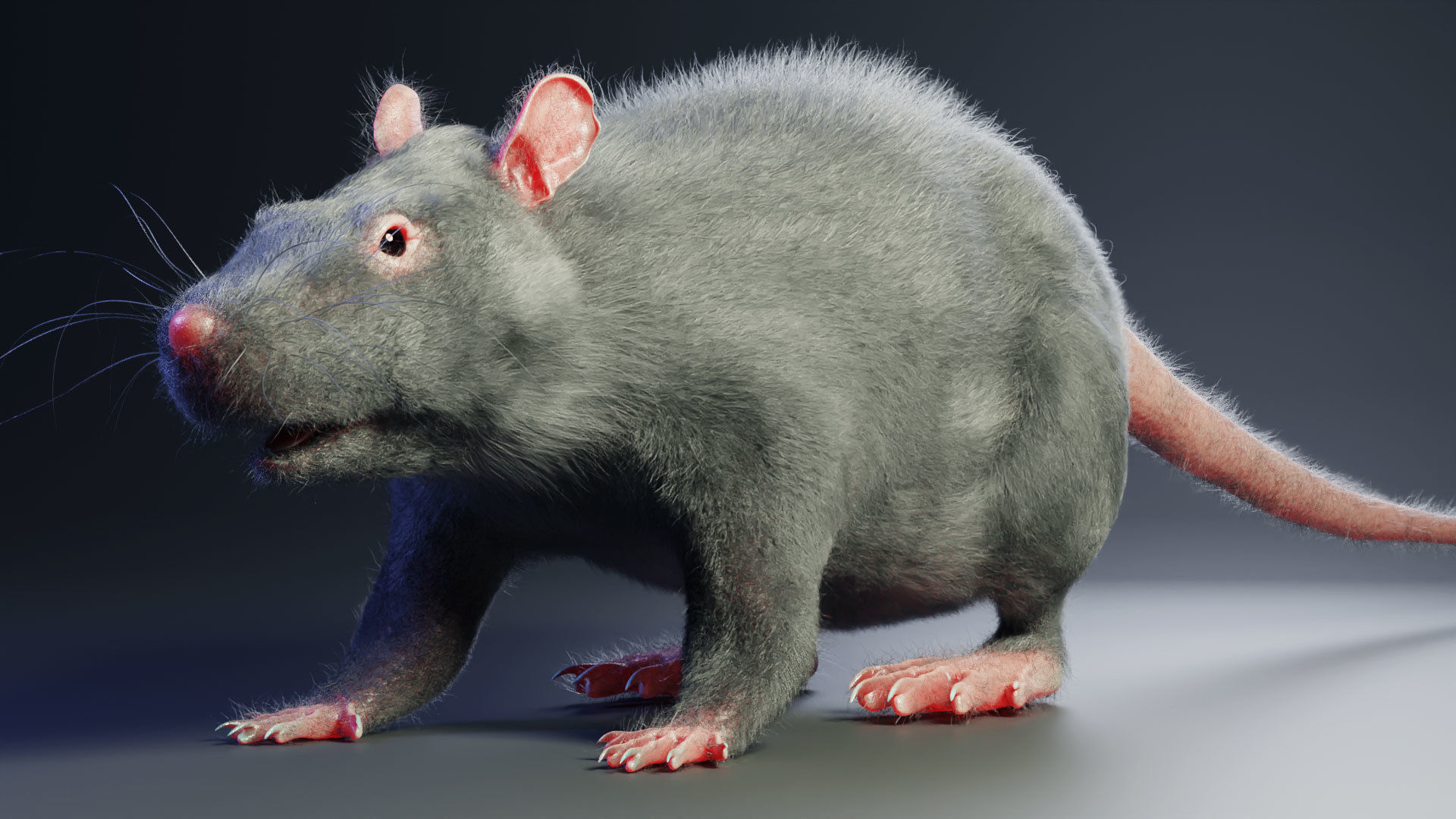 Rat model Low-poly 3D model_2