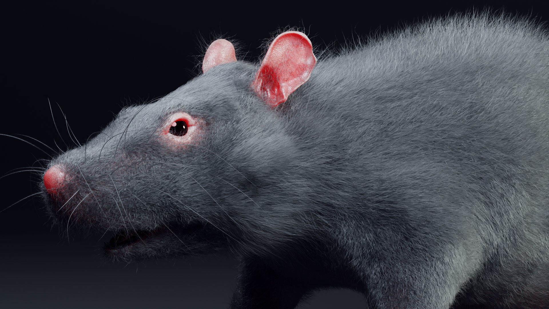 Rat model Low-poly 3D model_1