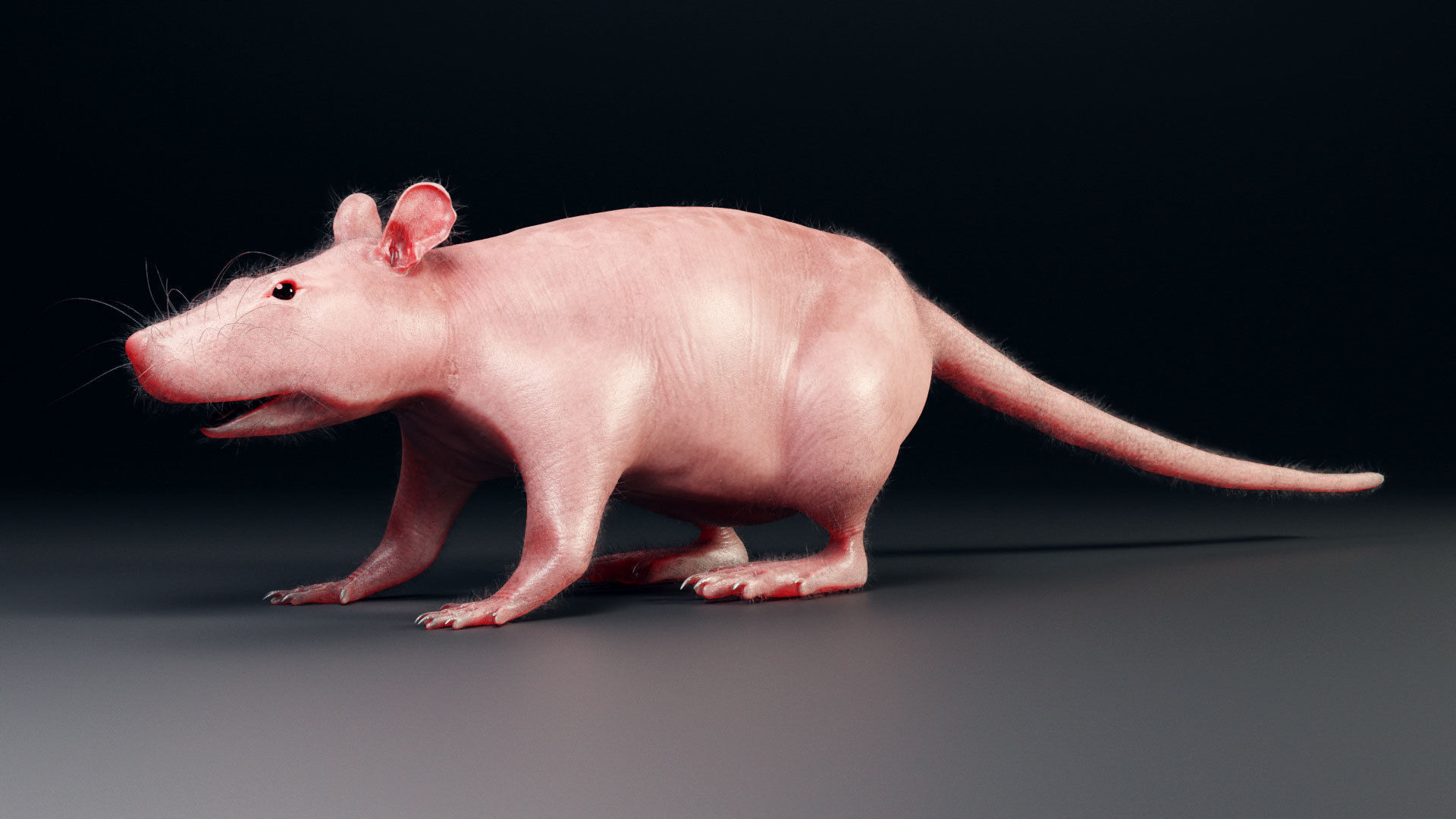 Rat model Low-poly 3D model_5