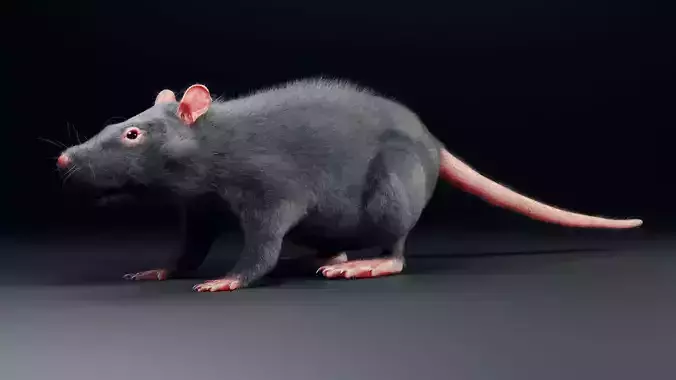 Rat model Low-poly 3D model