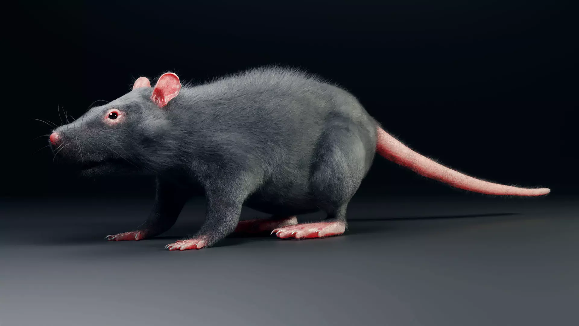 Rat model Low-poly 3D model_0