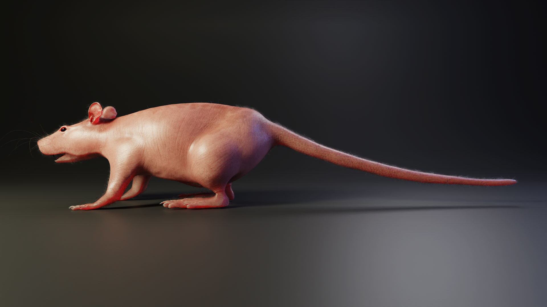 Rat model Low-poly 3D model_7