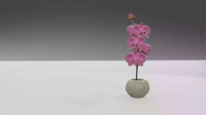 Orchidea orchid in vase Free 3D model