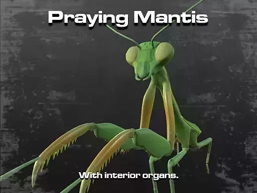 Praying Mantis 3D model