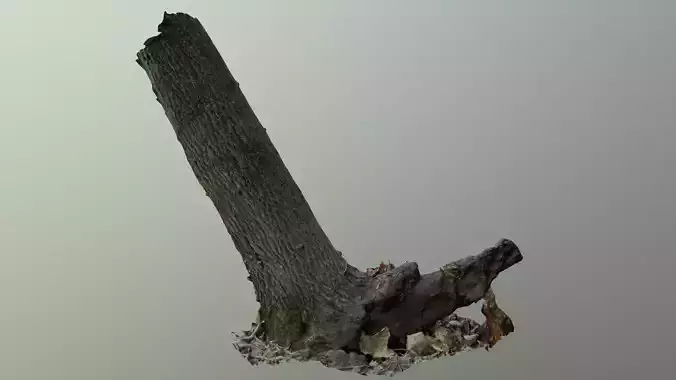 Leaning tree