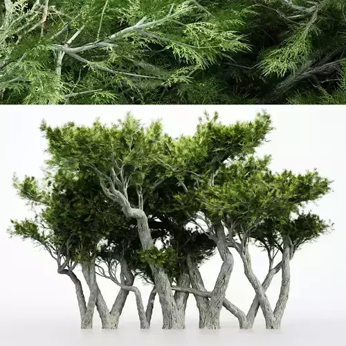 Monterey Cypress tree collection 7 trees Models in the scene Free 3D model