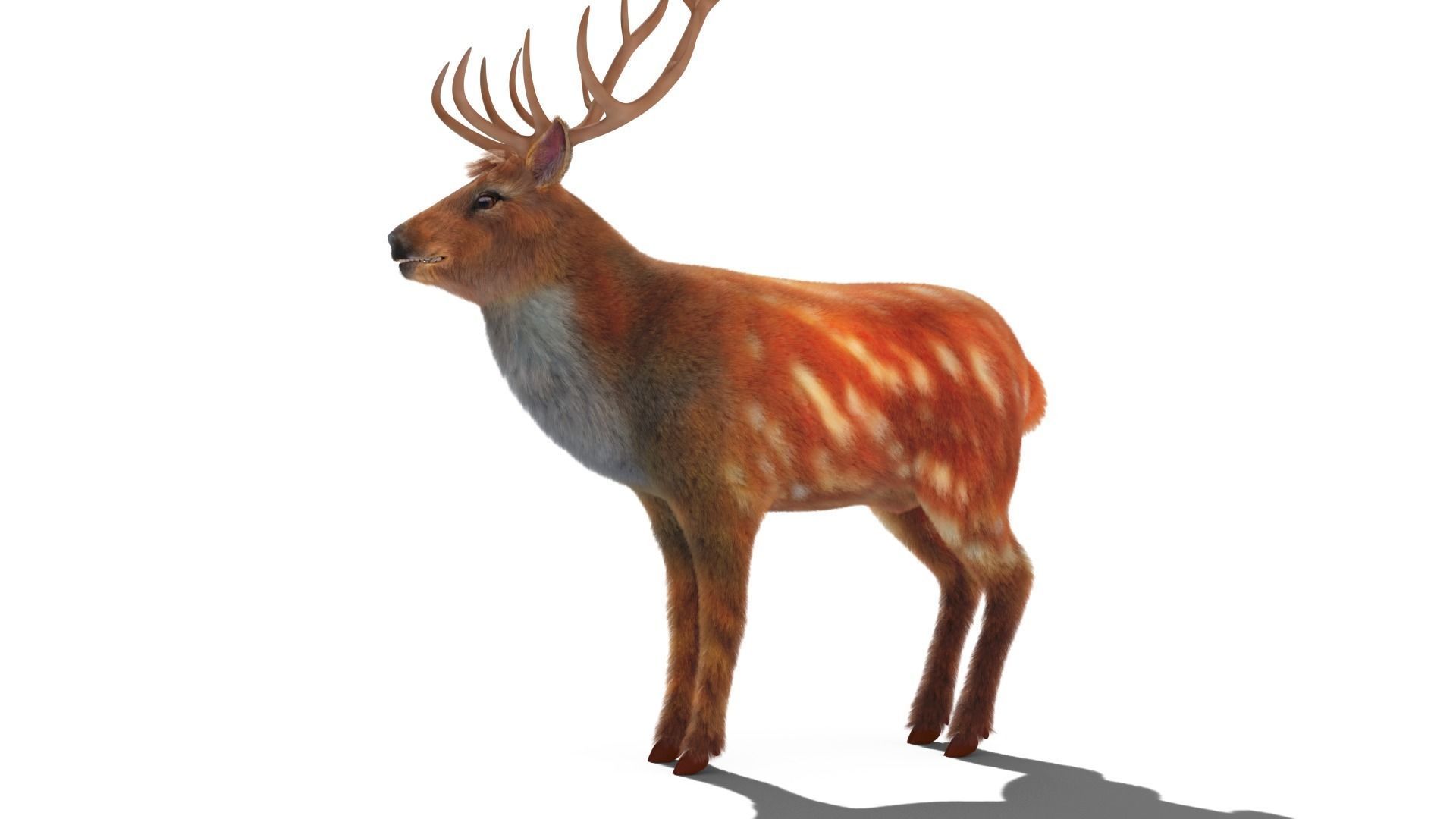 Fur Red Deer Stag NO RIG Low-poly 3D model_4