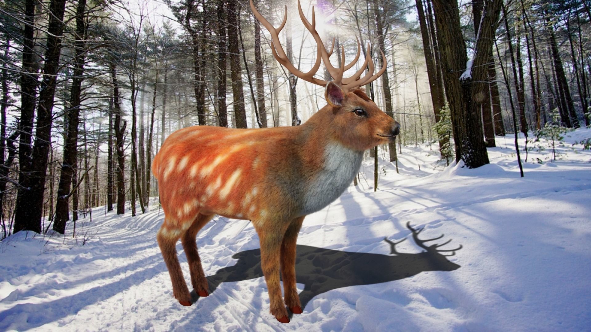 Fur Red Deer Stag NO RIG Low-poly 3D model_1