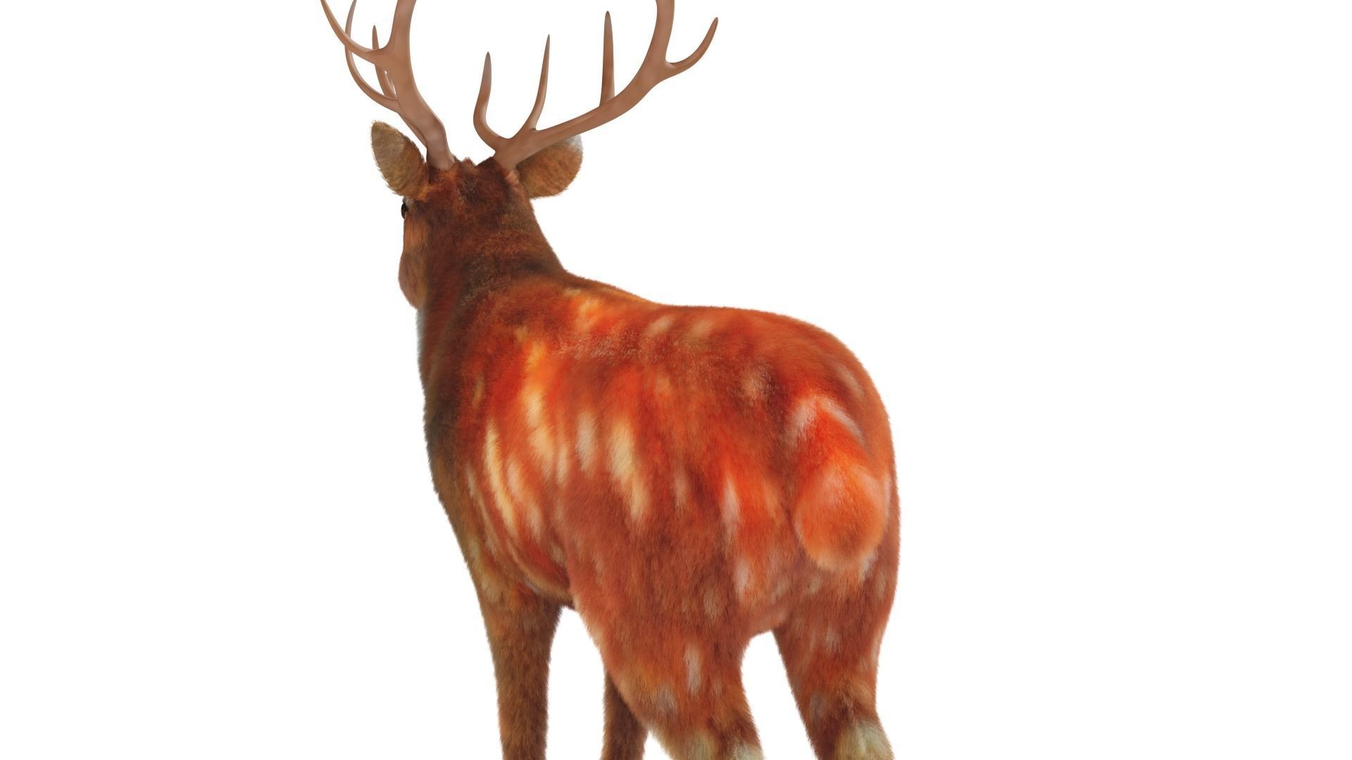 Fur Red Deer Stag NO RIG Low-poly 3D model_7