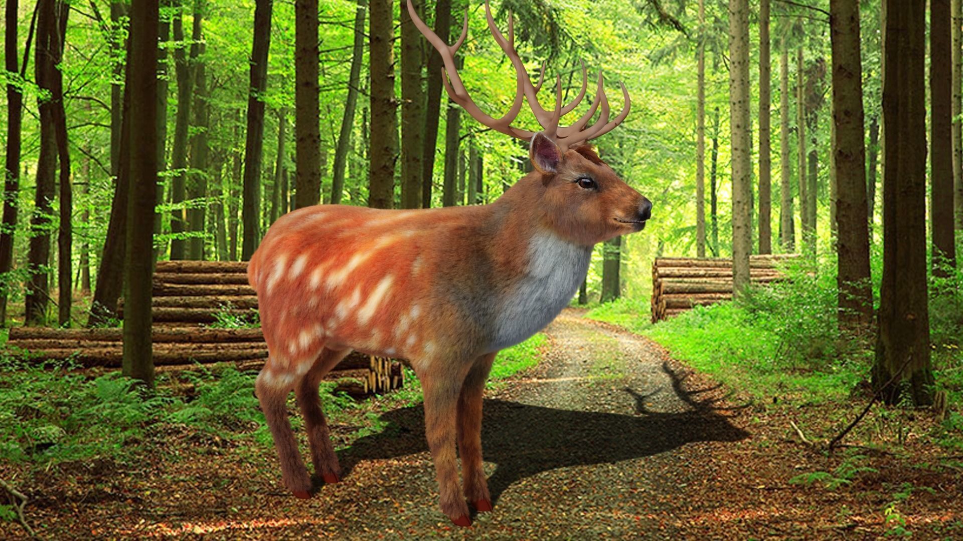 Fur Red Deer Stag NO RIG Low-poly 3D model_2
