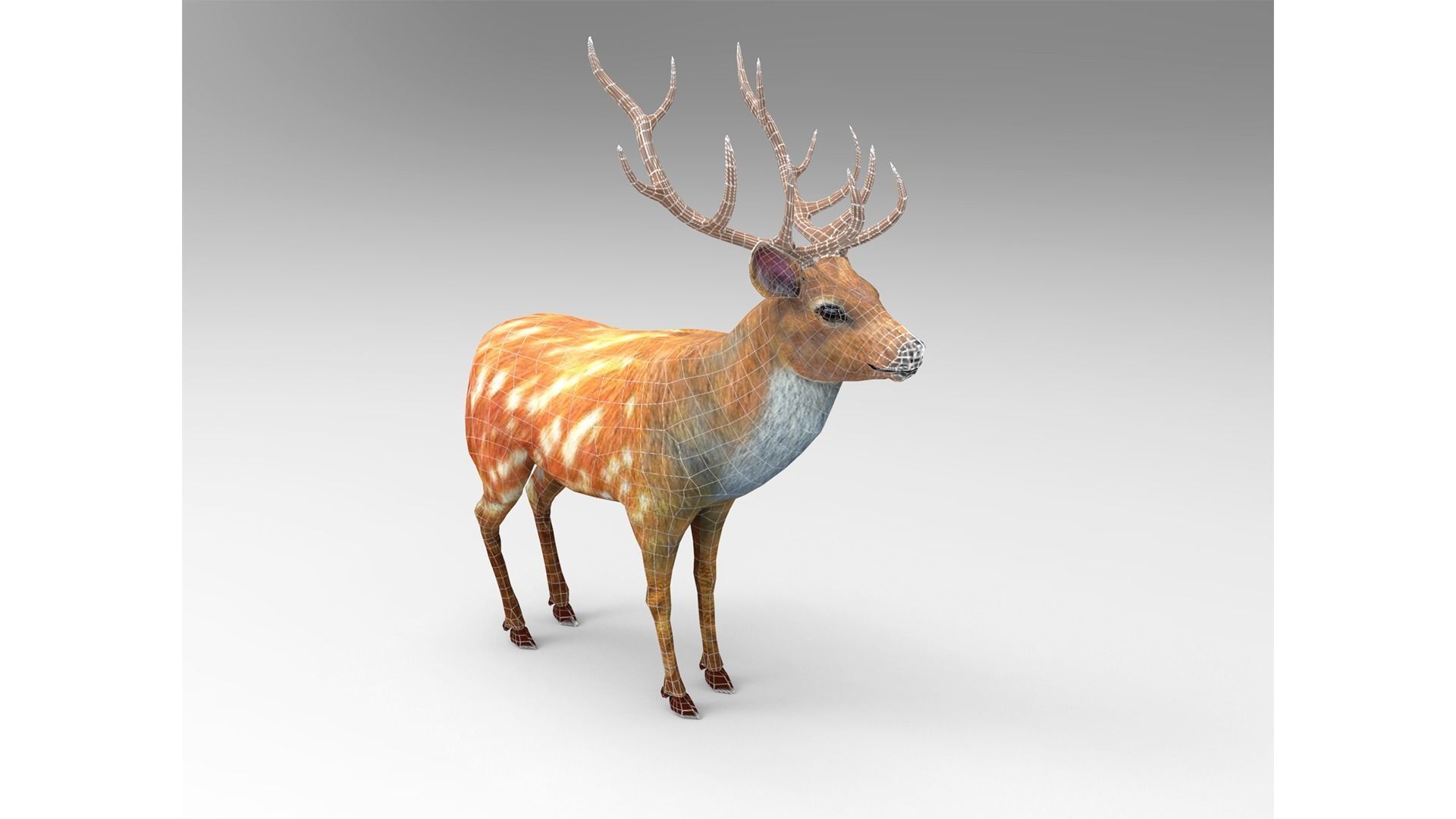 Fur Red Deer Stag NO RIG Low-poly 3D model_17