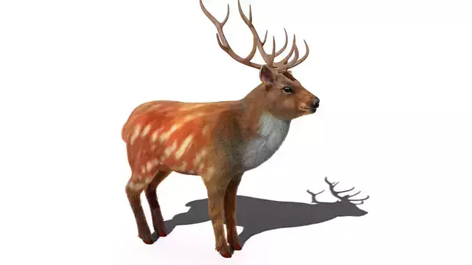 Fur Red Deer Stag NO RIG