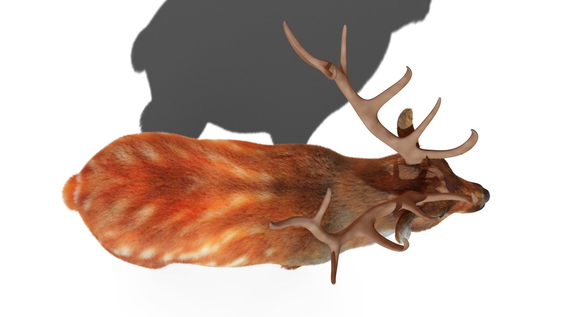 Fur Red Deer Stag NO RIG Low-poly 3D model_5