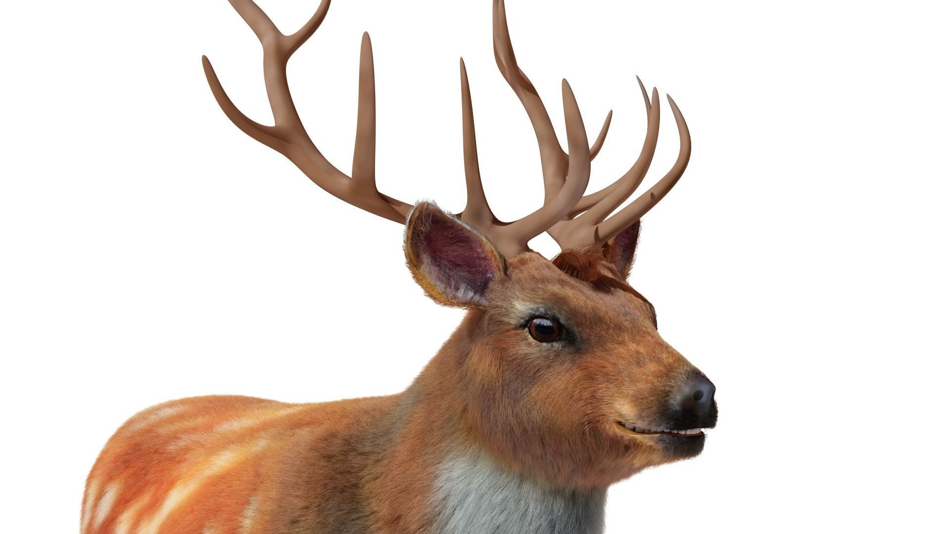 Fur Red Deer Stag NO RIG Low-poly 3D model_3