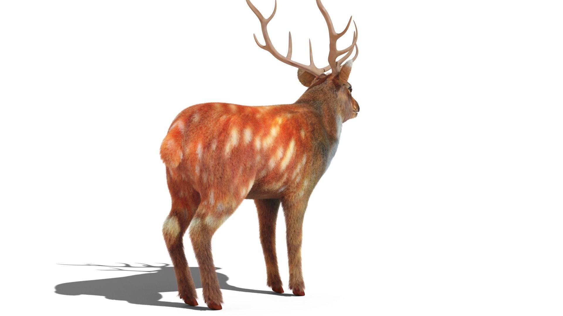 Fur Red Deer Stag NO RIG Low-poly 3D model_6