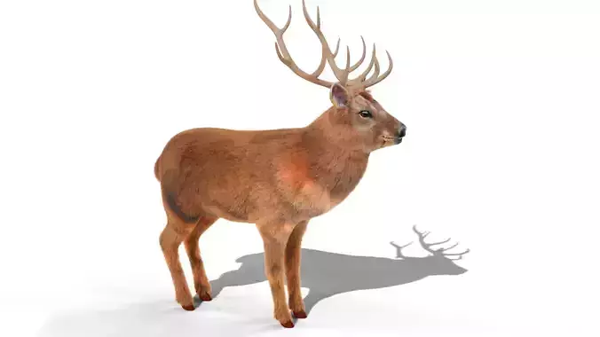 Fur Red stag Deer NO RIG