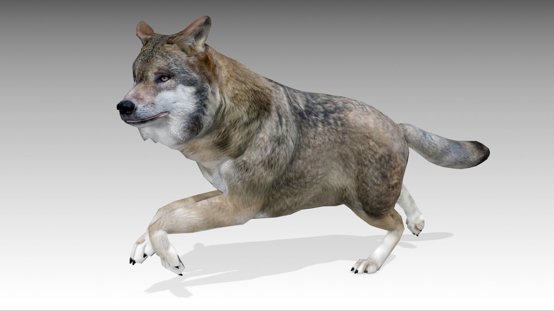 Gray wolf Low-poly 3D model_4