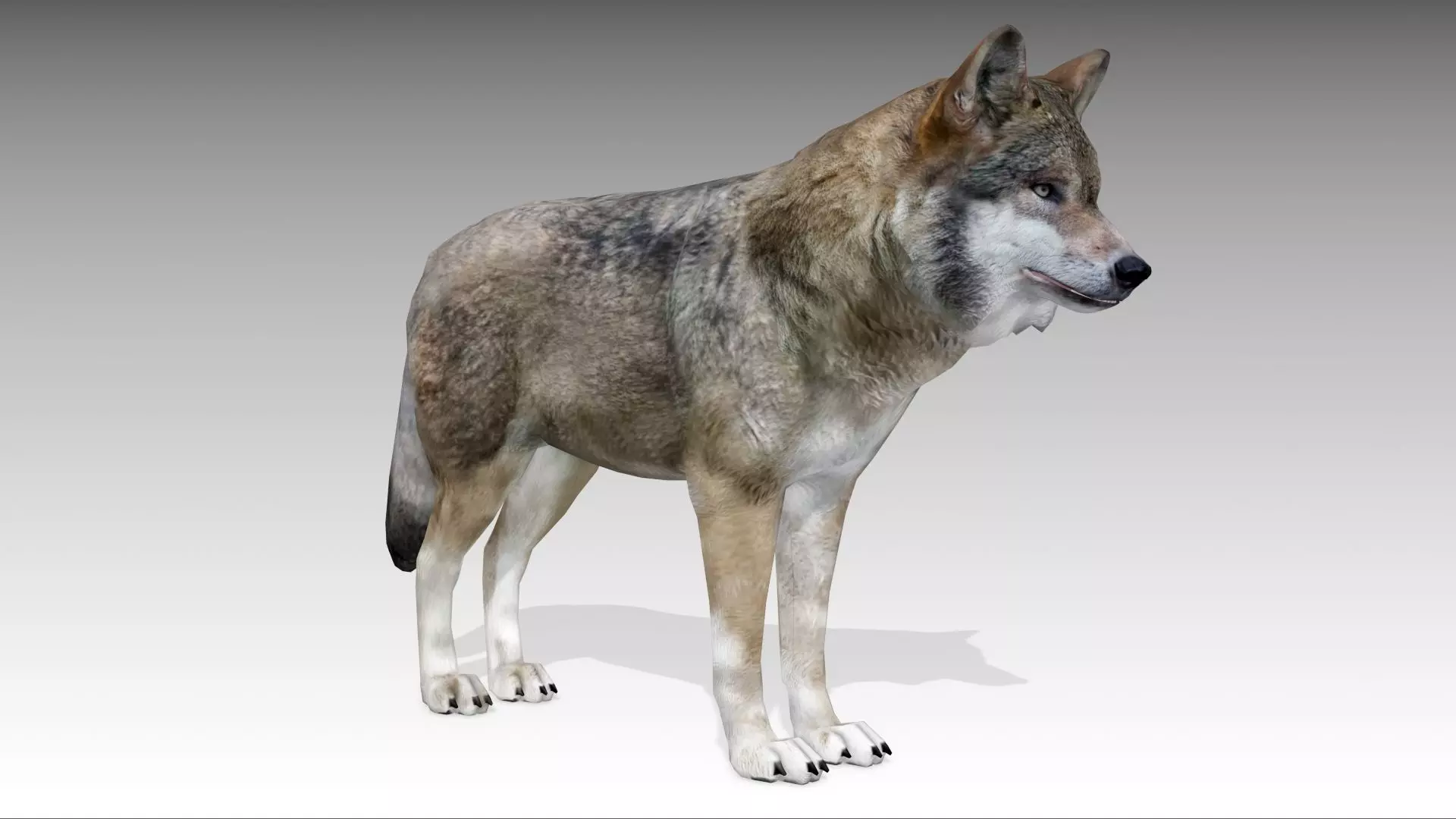 Gray wolf Low-poly 3D model_0