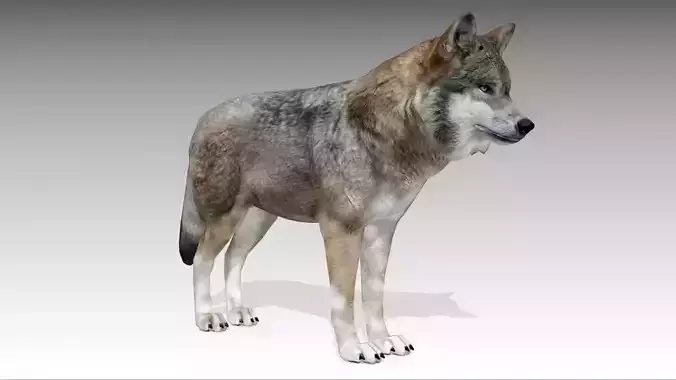 Gray wolf Low-poly 3D model