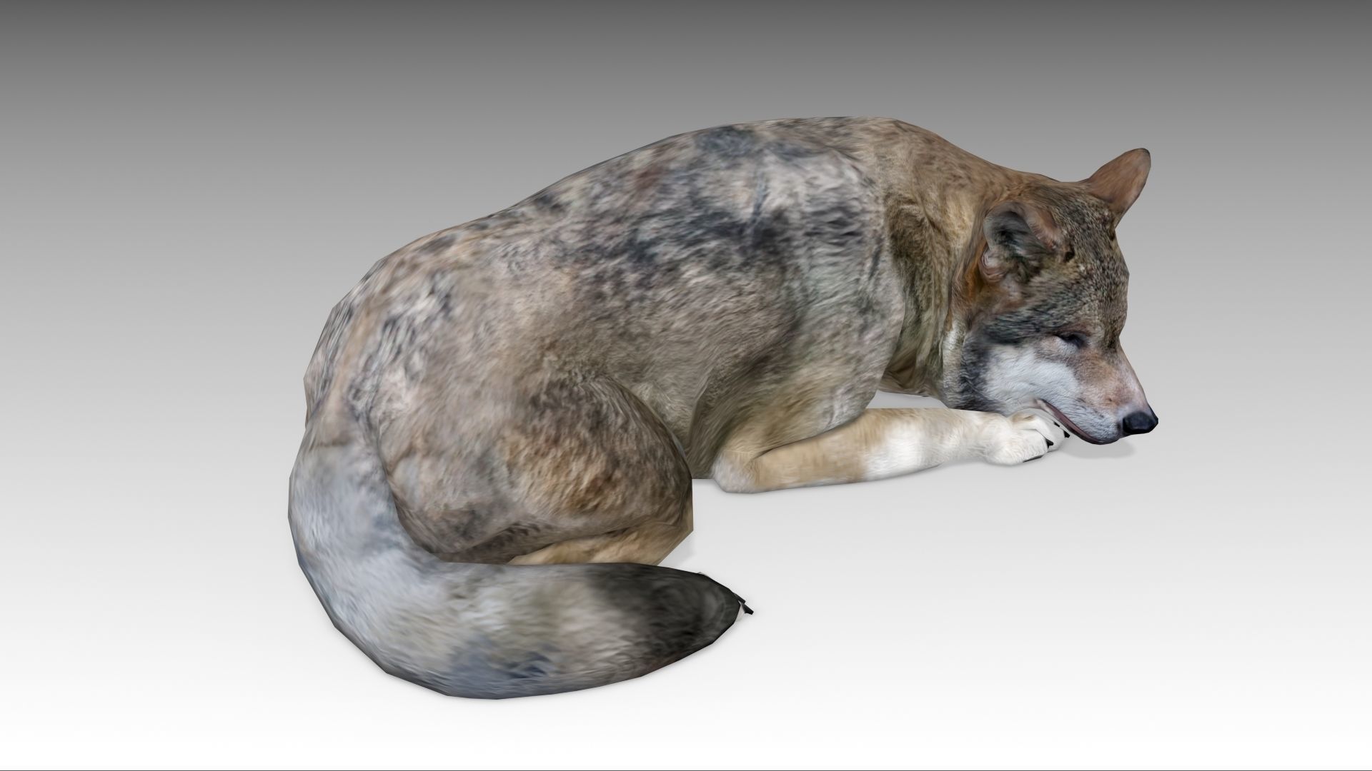 Gray wolf Low-poly 3D model_7