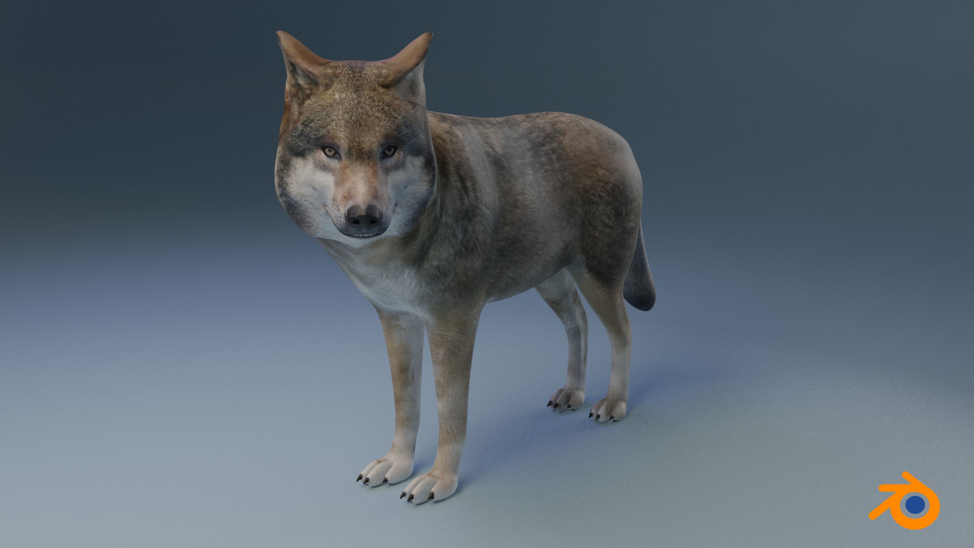 Gray wolf Low-poly 3D model_13