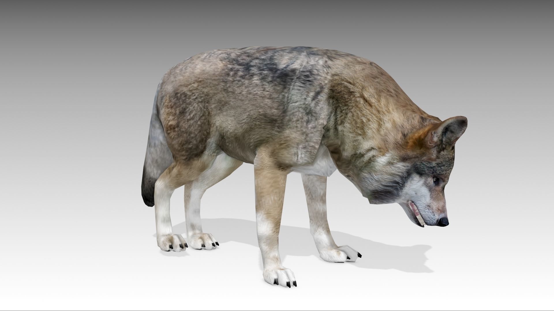 Gray wolf Low-poly 3D model_9