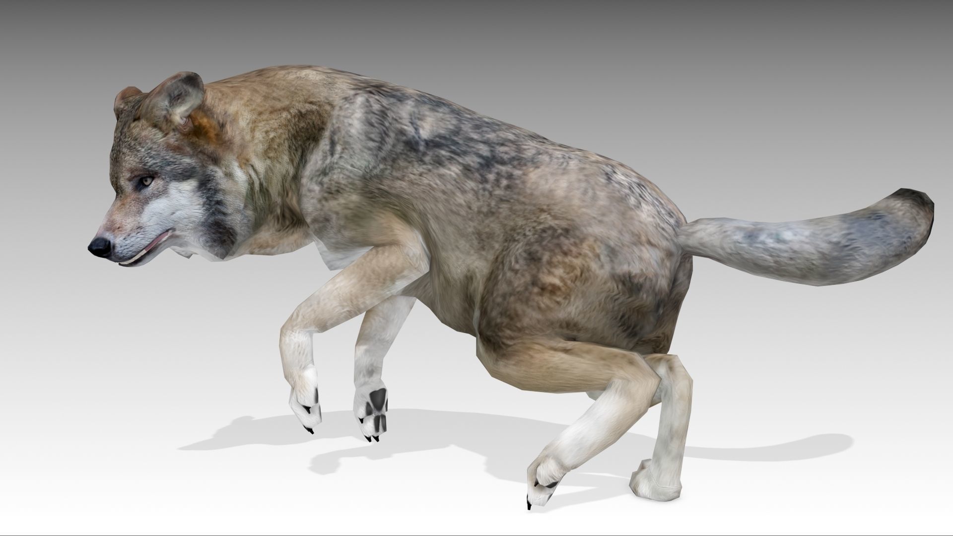 Gray wolf Low-poly 3D model_10