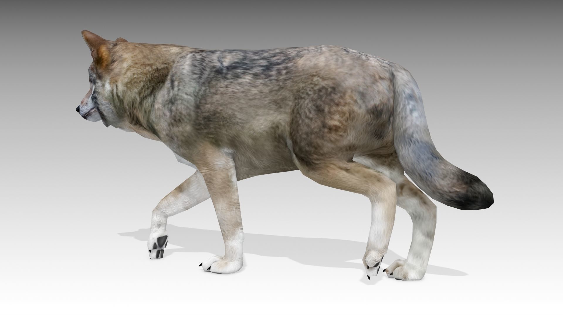 Gray wolf Low-poly 3D model_5