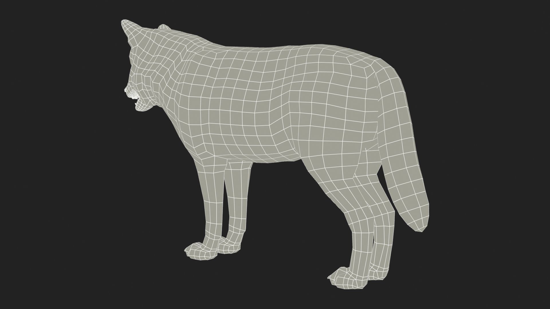 Gray wolf Low-poly 3D model_17
