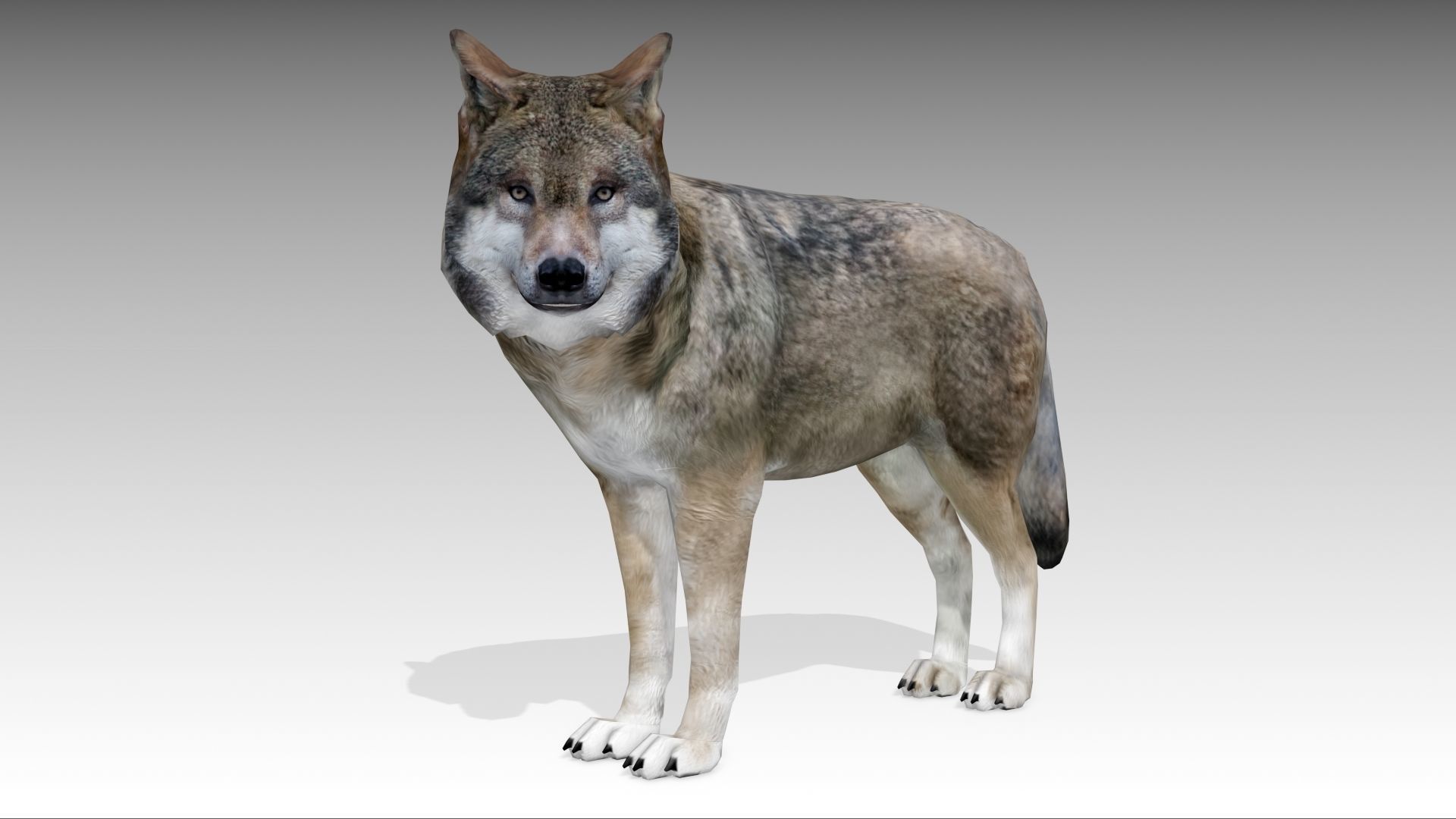 Gray wolf Low-poly 3D model_2
