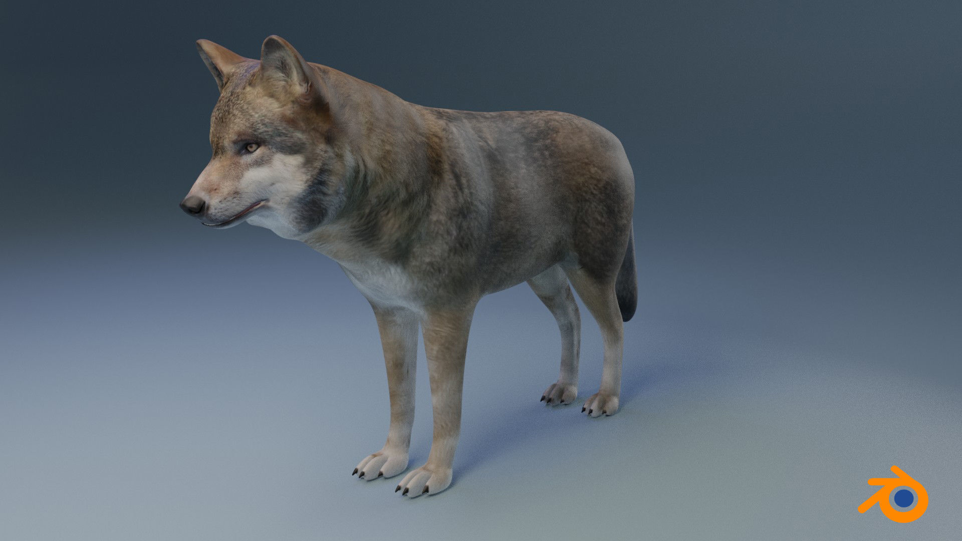 Gray wolf Low-poly 3D model_12